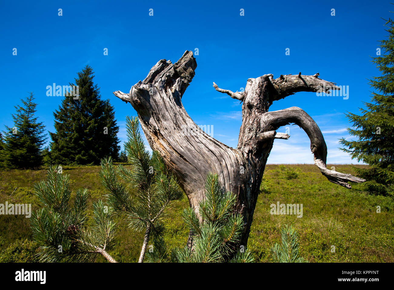Germany, Sauerland region, the mountain Kahler Asten near Winterberg, old gnarled trunk of a pine.  Deutschland, Sauerland, auf dem Kahlen Asten bei W Stock Photo