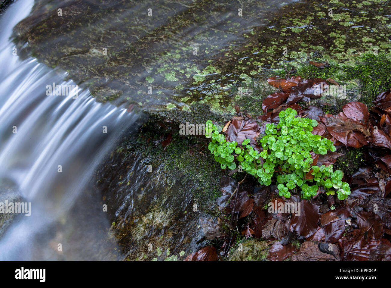 Europe, Germany, the waterfall Plaesterlegge in Bestwig in the low mountain range of the Sauerland region. Europa, Deutschland, Sauerland, der Wasser Stock Photo