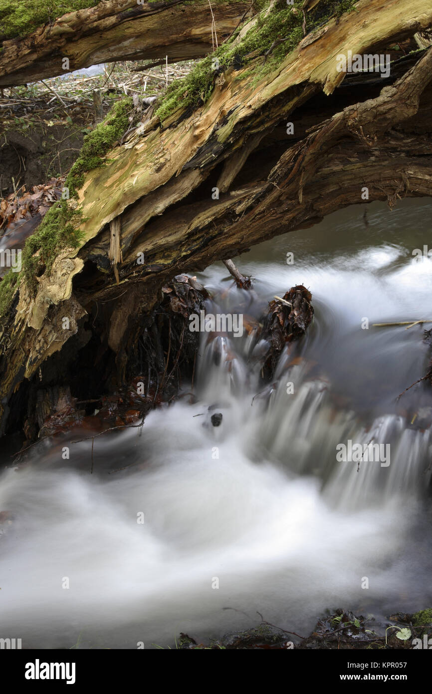 Germany, at the Borbach brook in the Ardey mountains south of Witten.  Deutschland,  am Borbach im Ardeygebirge suedlich von Witten. Stock Photo