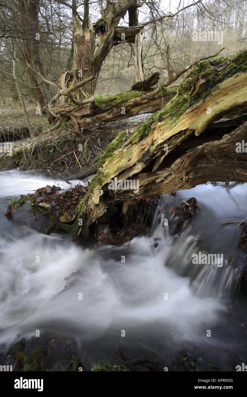 Germany, at the Borbach brook in the Ardey mountains south of Witten.  Deutschland,  am Borbach im Ardeygebirge suedlich von Witten. Stock Photo