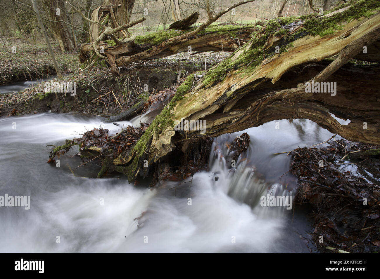 Germany, at the Borbach brook in the Ardey mountains south of Witten.  Deutschland,  am Borbach im Ardeygebirge suedlich von Witten. Stock Photo