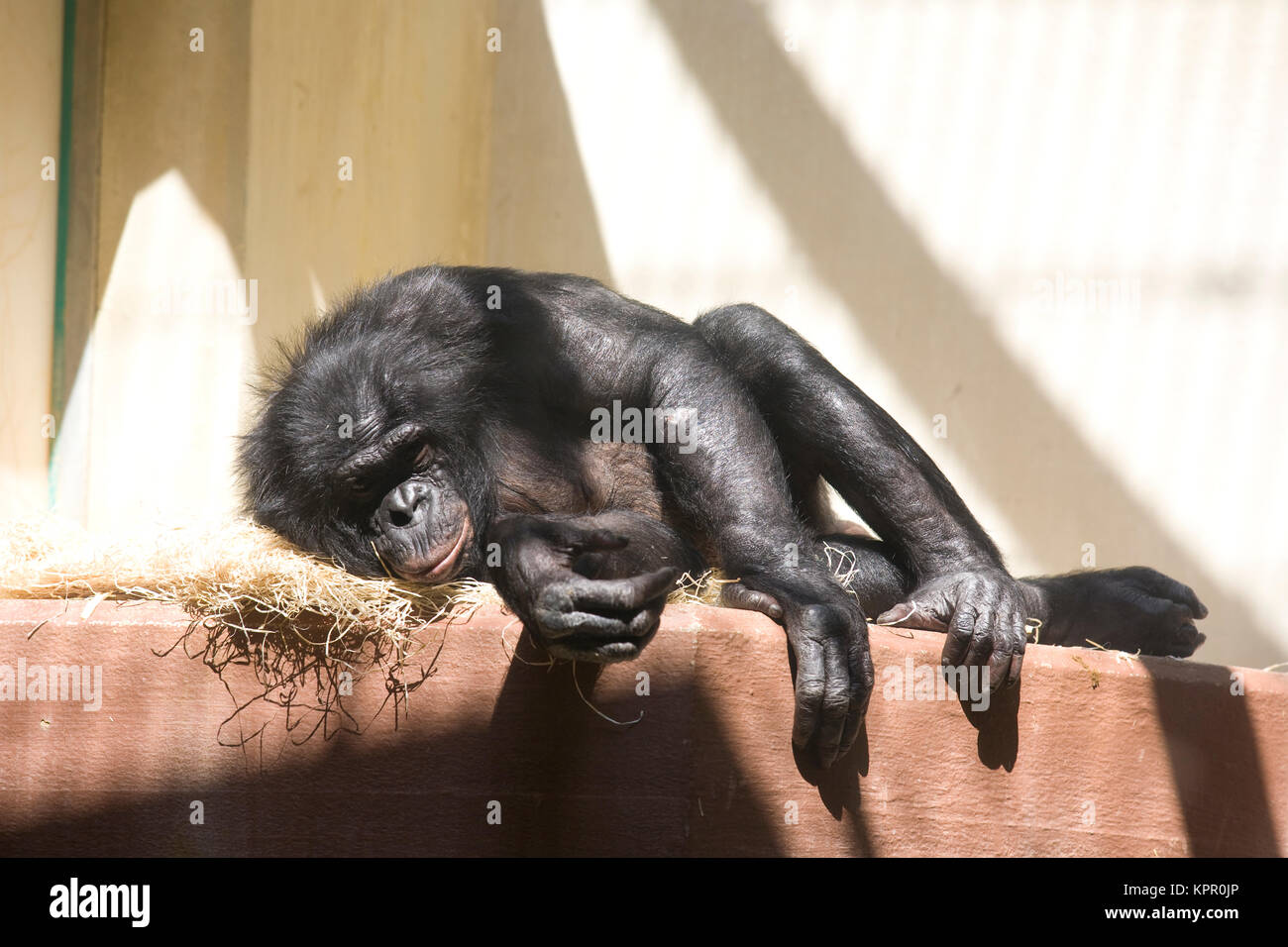 Europe, Germany, Wuppertal, the Zoo, Bonobo monkey (Pan paniscus).  Europa, Deutschland, Wuppertal, Zoo Wuppertal, Bonobo Affe (Pan paniscus). Stock Photo