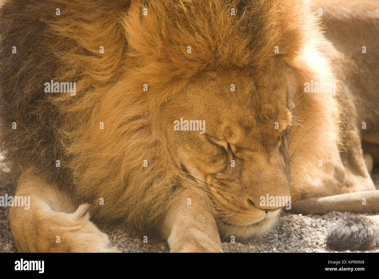 Europe, Germany, Wuppertal, the Zoo, male lion (Panthera leo).  Europa, Deutschland, Wuppertal, Zoo Wuppertal, maennlicher Loewe (Panthera leo). Stock Photo