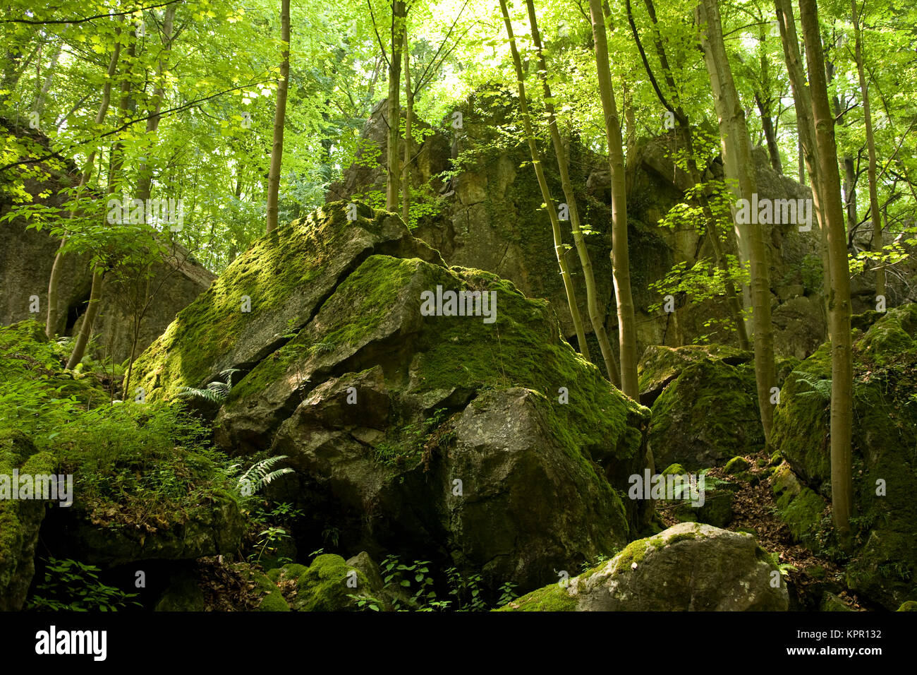 Europe, Germany, Sauerland region, the Hemer Felsenmeer, stone run [the Felsenmeer is formed by karst formation and by the collapses of caves under th Stock Photo