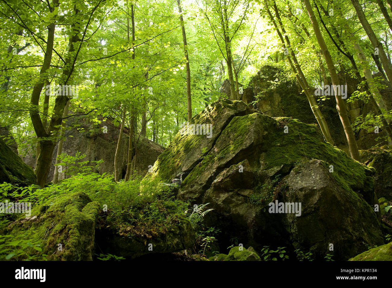 Europe, Germany, Sauerland region, the Hemer Felsenmeer, stone run [the Felsenmeer is formed by karst formation and by the collapses of caves under th Stock Photo