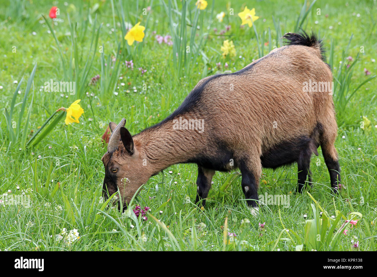 Brown goat on colorful spring meadow Stock Photo