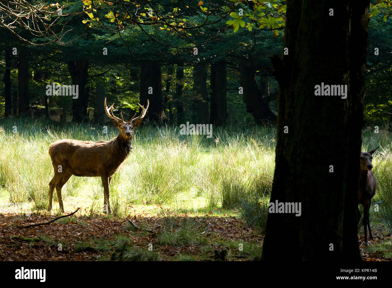 Europe, Germany, Sauerland region, Arnsberg, stag (Cervus elaphus) at the wildlife park Vosswinkel.  Europa, Deutschland, Sauerland, Arnsberg, Rothirs Stock Photo