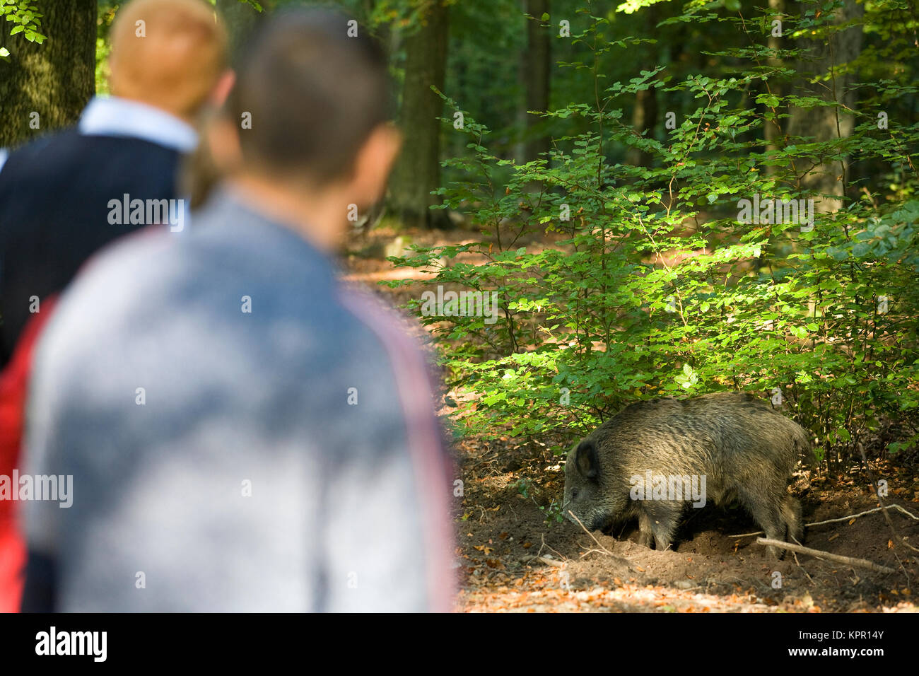 Europe, Germany, Sauerland region, Arnsberg, walkers watching a wild boar (lat. Sus scrofa) at the wildlife park Vosswinkel.  Europa, Deutschland, Sau Stock Photo