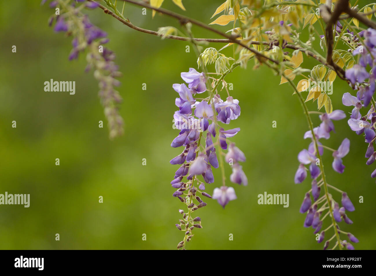 Flower buds wisteria hires stock photography and images Alamy