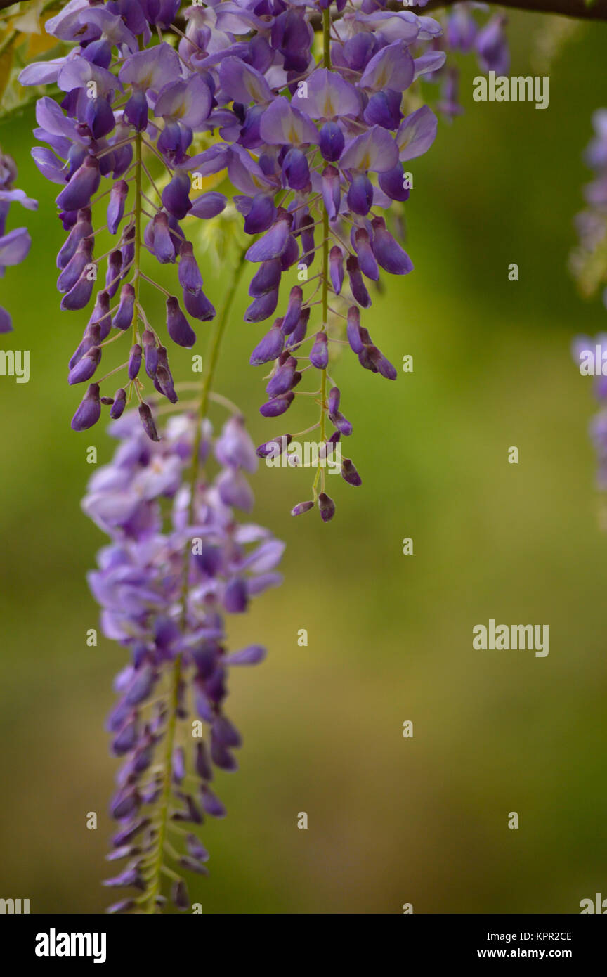Flower buds wisteria hires stock photography and images Alamy