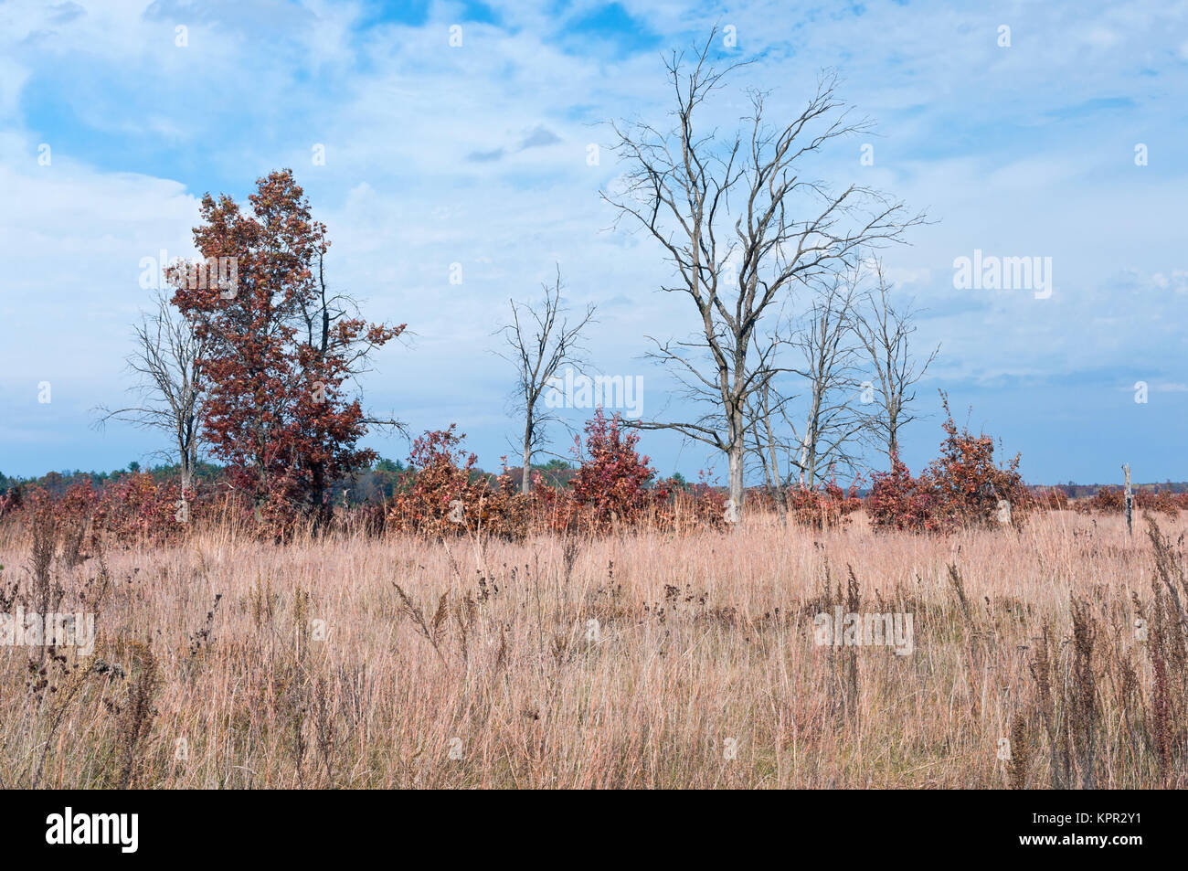prairie grassland and oak pine savanna habitat at necedah wildlife refuge juneau county wisconsin Stock Photo