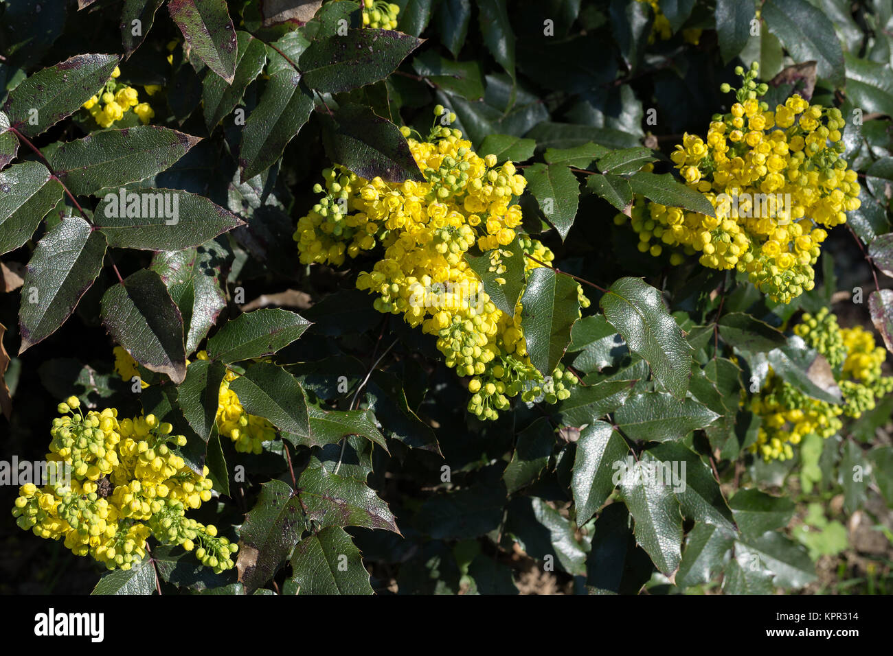 Plants For Dry Shade The Garden Of Eaden