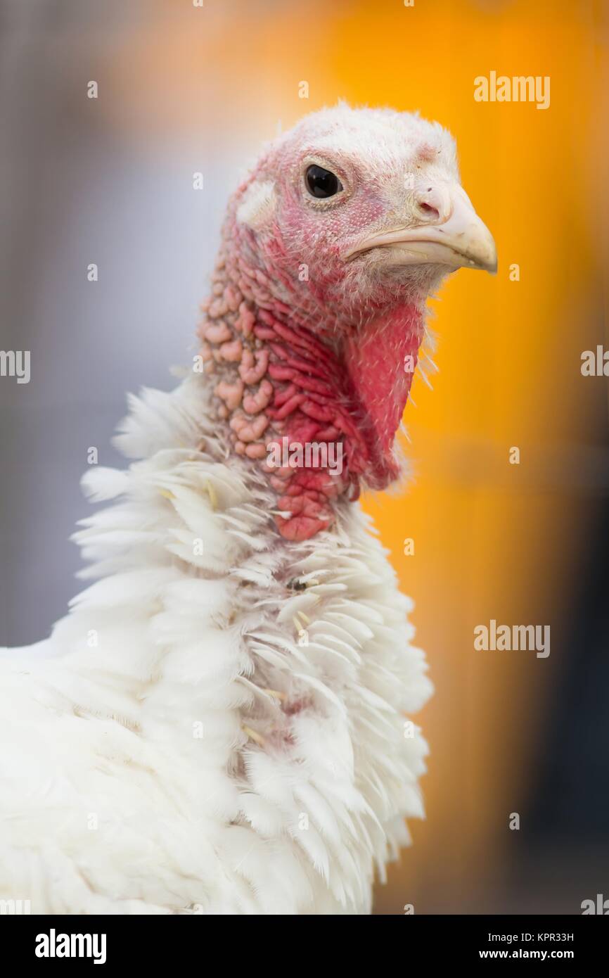 Young turkey in free range Stock Photo