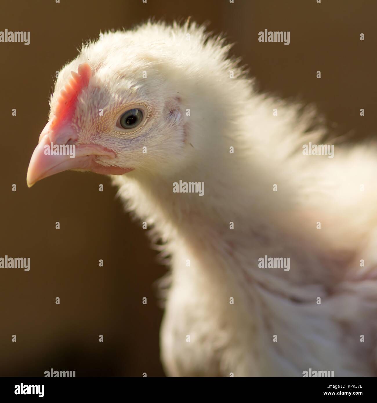 Fattening chickens hires stock photography and images Alamy