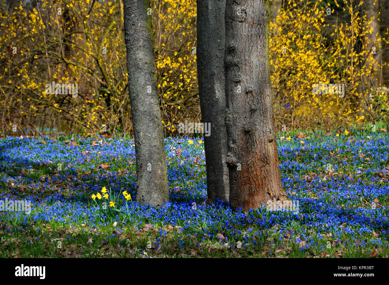 scylla flower field in hannover Stock Photo Alamy