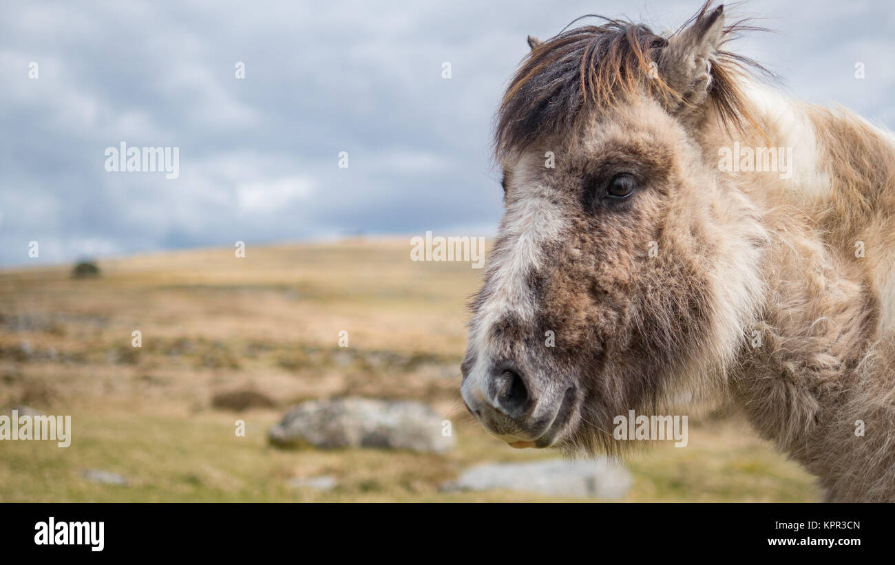 A wild Dartmoor pony stares at the camera Stock Photo Alamy
