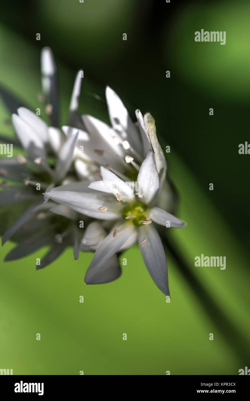 Wild Garlic Flowers Stock Photo Alamy