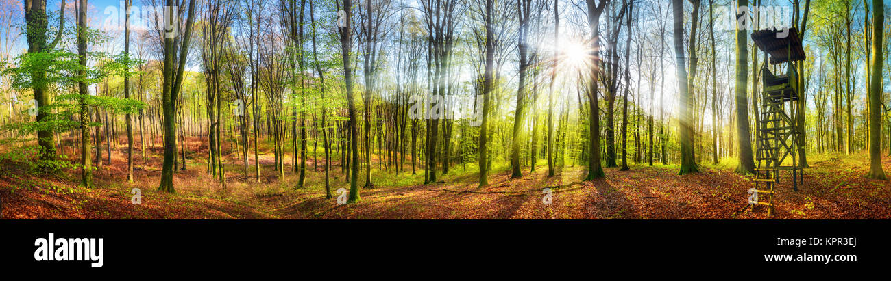 The sun shining brightly in a forest at springtime, wide panorama with rays of light and a hunting lookout Stock Photo