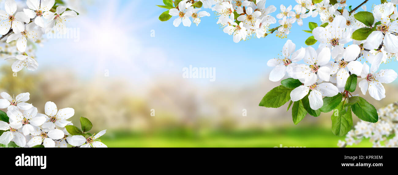 Nature composite showing a spring paradise with white blossoms, the sun and bright blue sky, panorama format Stock Photo