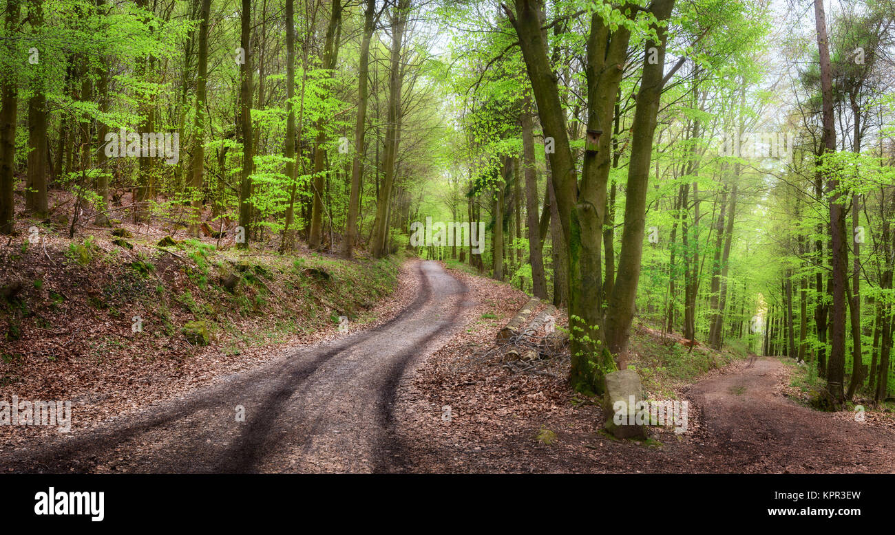 Tranquil spring forest scenery with paths inviting to take a relaxing ...
