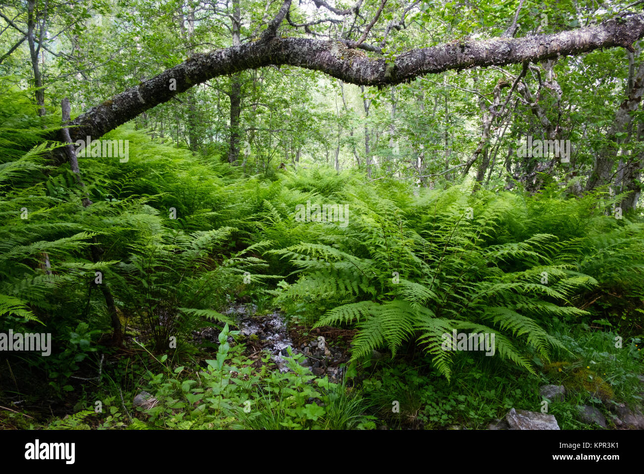 Lush norvegian forest Stock Photo