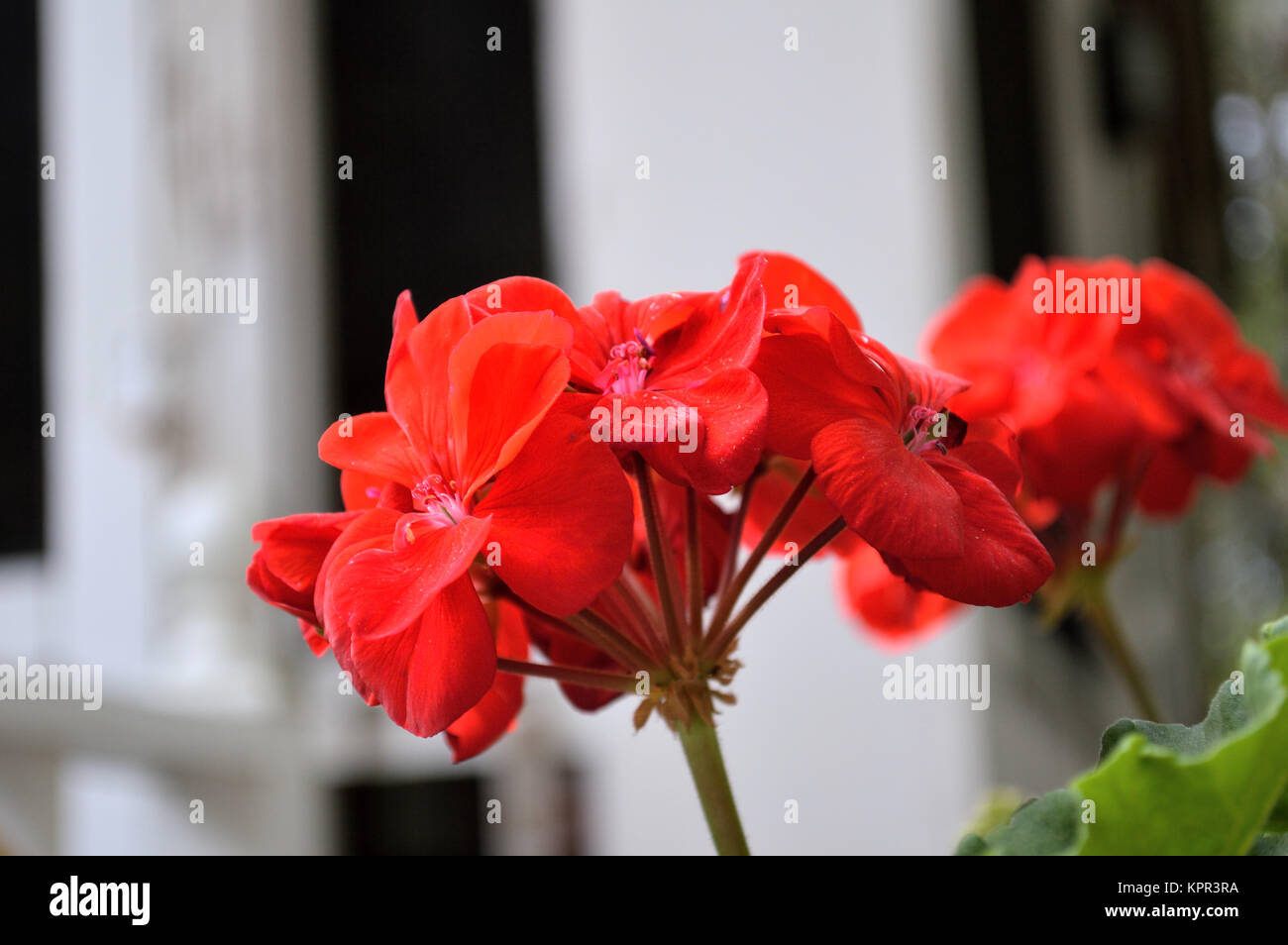 Bright red geranium Stock Photo - Alamy