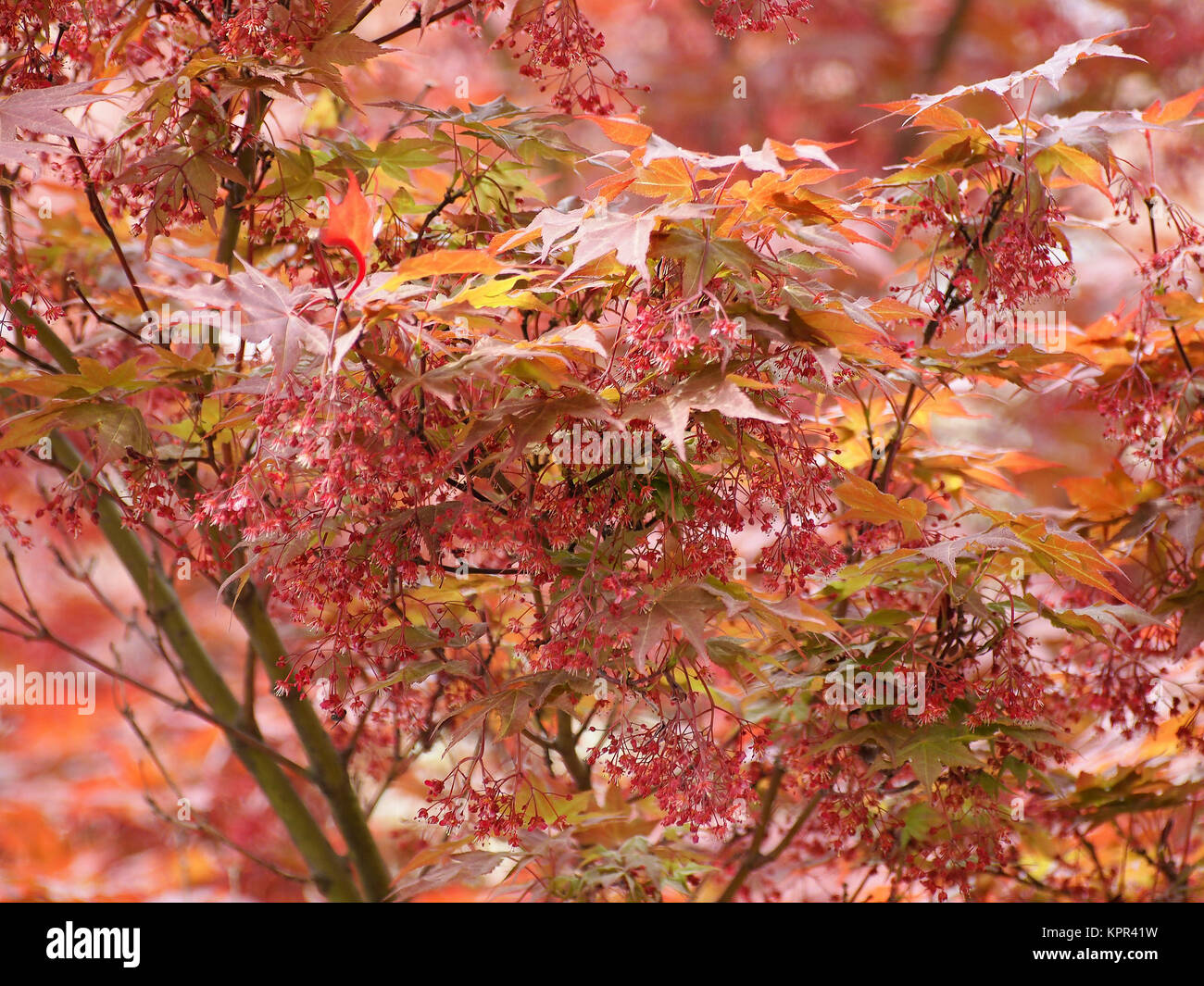 Red maple acer tree Stock Photo Alamy