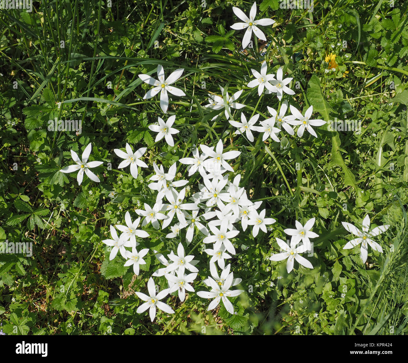 Star of Bethlehem flower Stock Photo