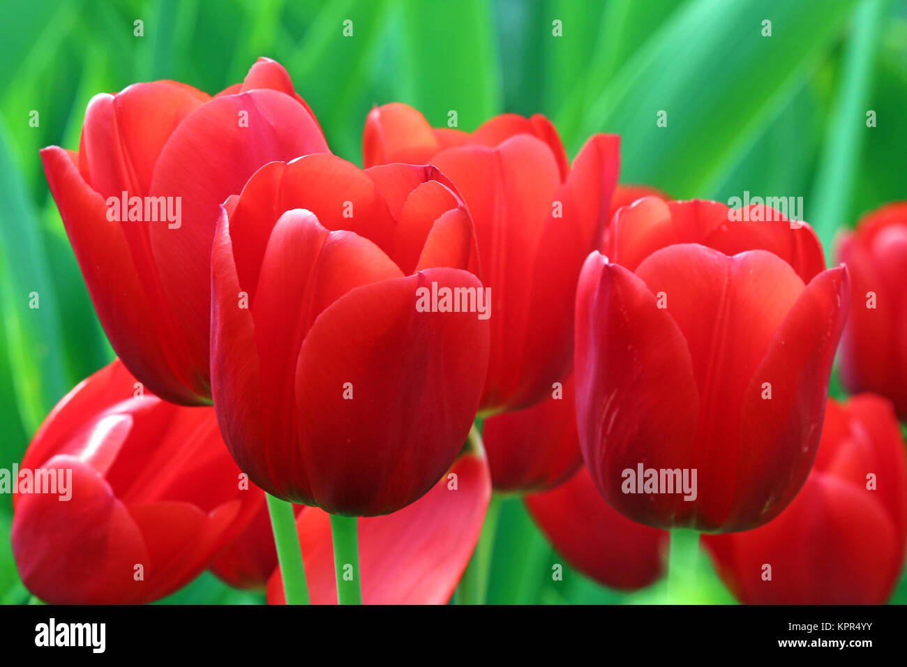 red-green color contrast Stock Photo