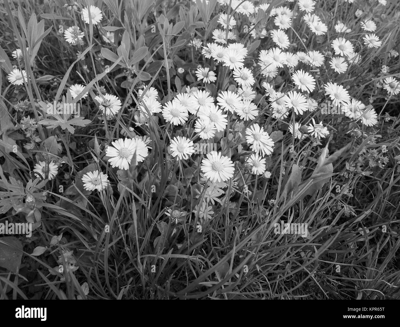 White Daisy flower Stock Photo