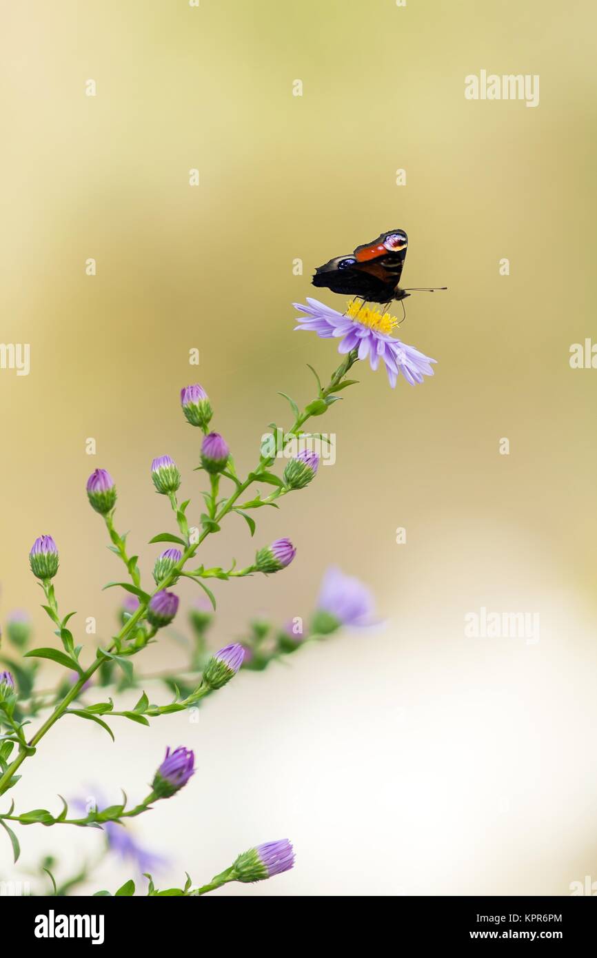 Aster flaccidus hi-res stock photography and images - Alamy