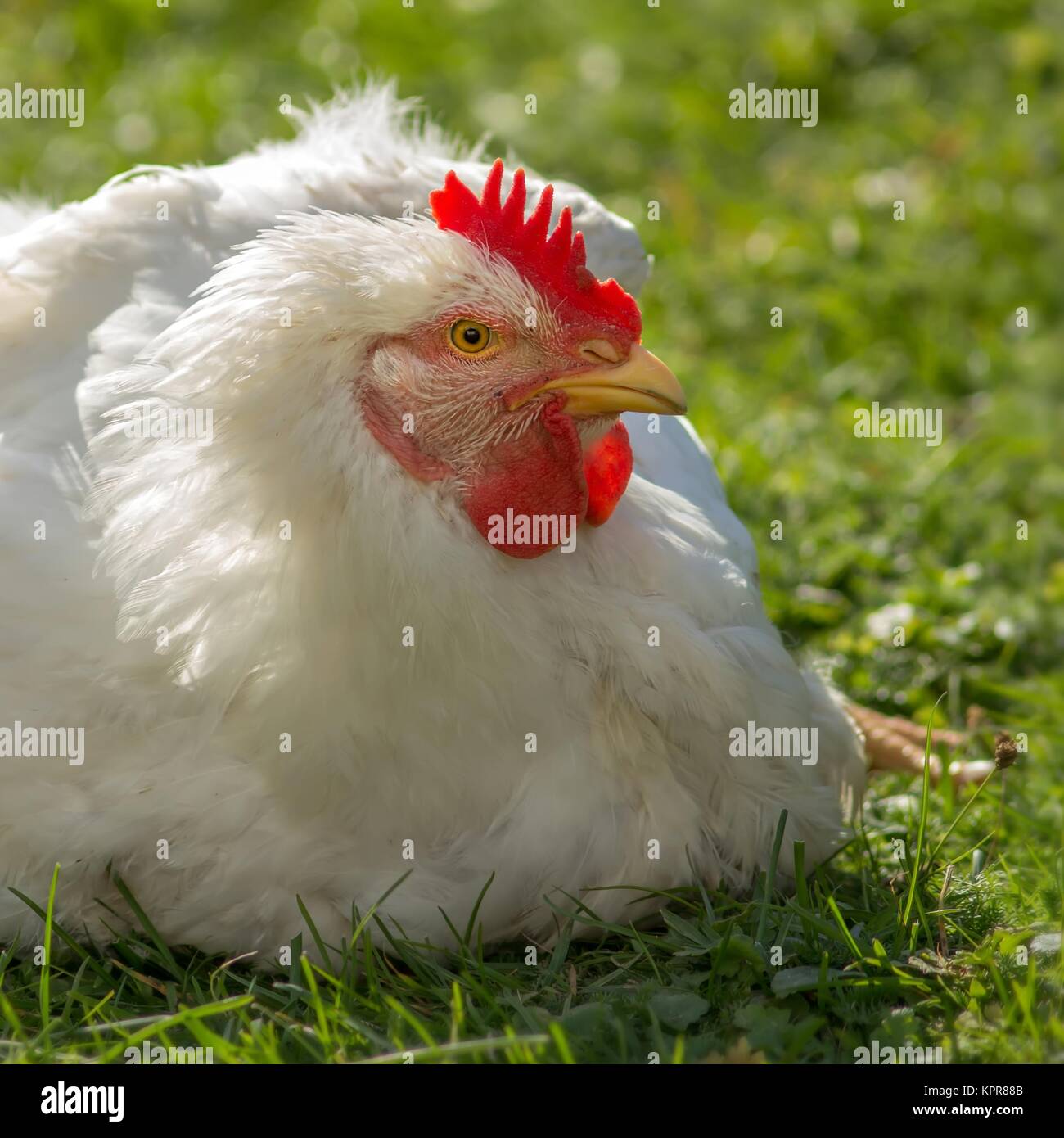 Bankiva chickens hires stock photography and images Alamy
