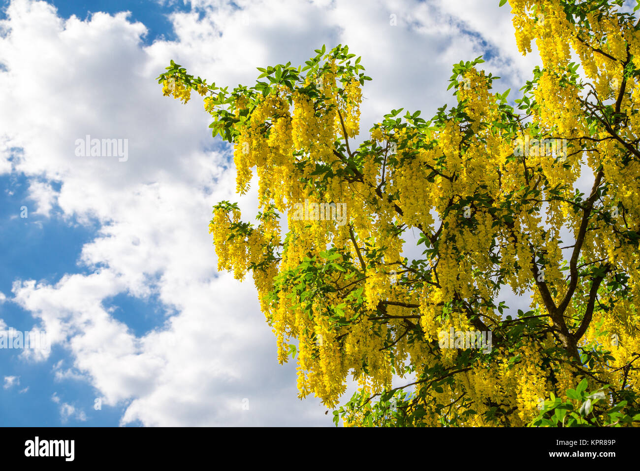 Acacia blossom screen hi-res stock photography and images - Alamy