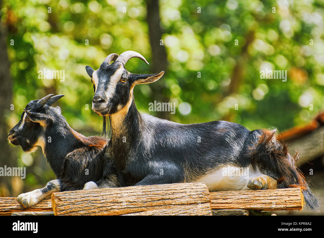 Goats on the Stack of Wood Stock Photo - Alamy