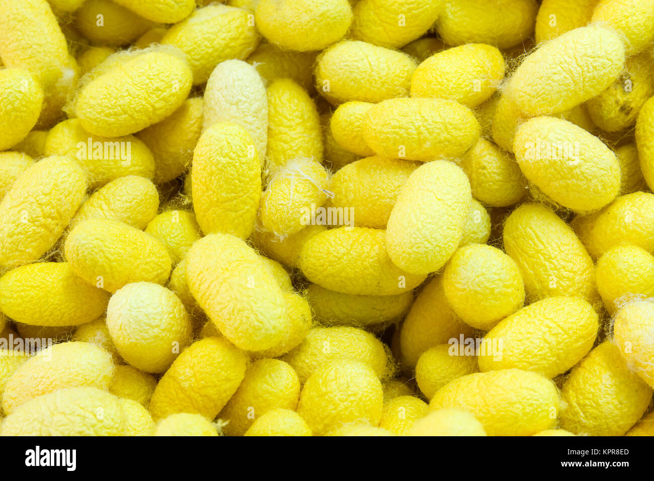 Close up yellow silkworm cocoon Stock Photo