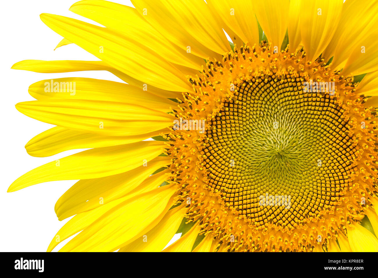 Closeup yellow sunflower isolated on write background Stock Photo - Alamy