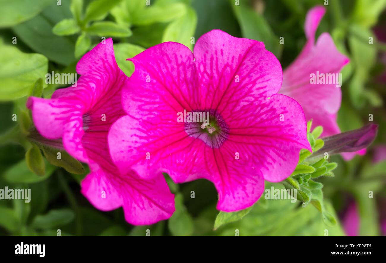 Pinkfarbene Garten-Petunien / Pink garden Petunia Stock Photo