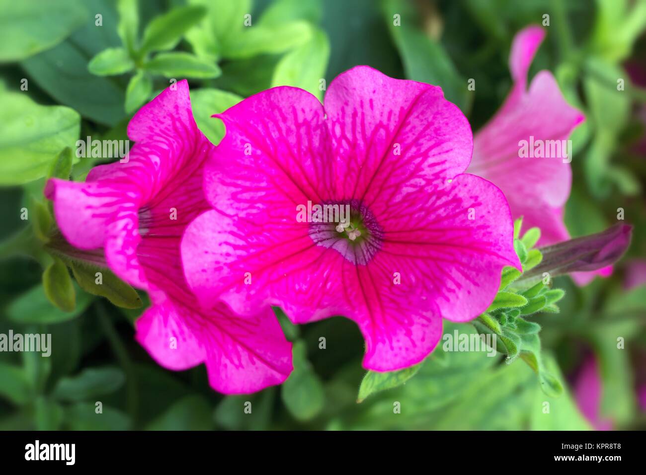 Pinkfarbene Garten-Petunien / Pink garden Petunia Stock Photo