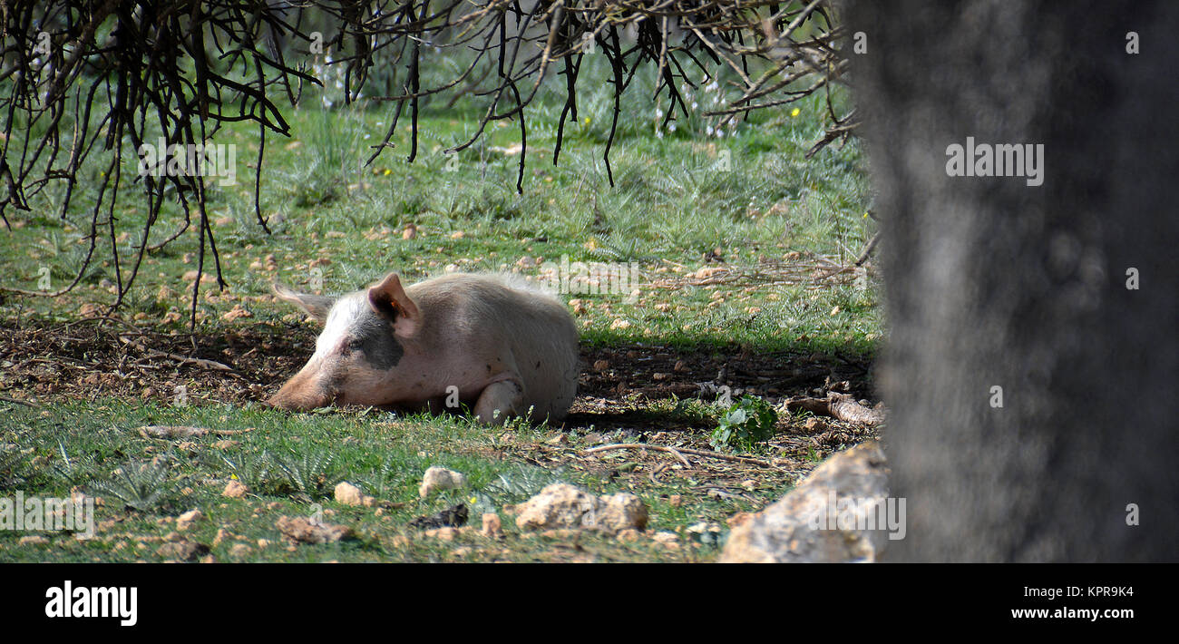 Sleeping pig on a meadow Stock Photo - Alamy