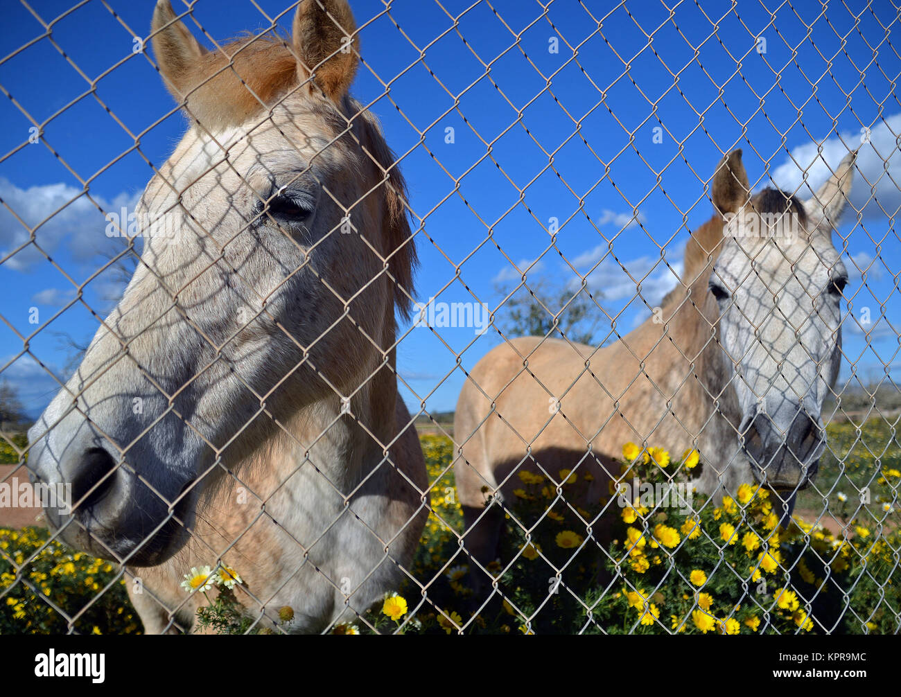 horses behind chain link fence Stock Photo