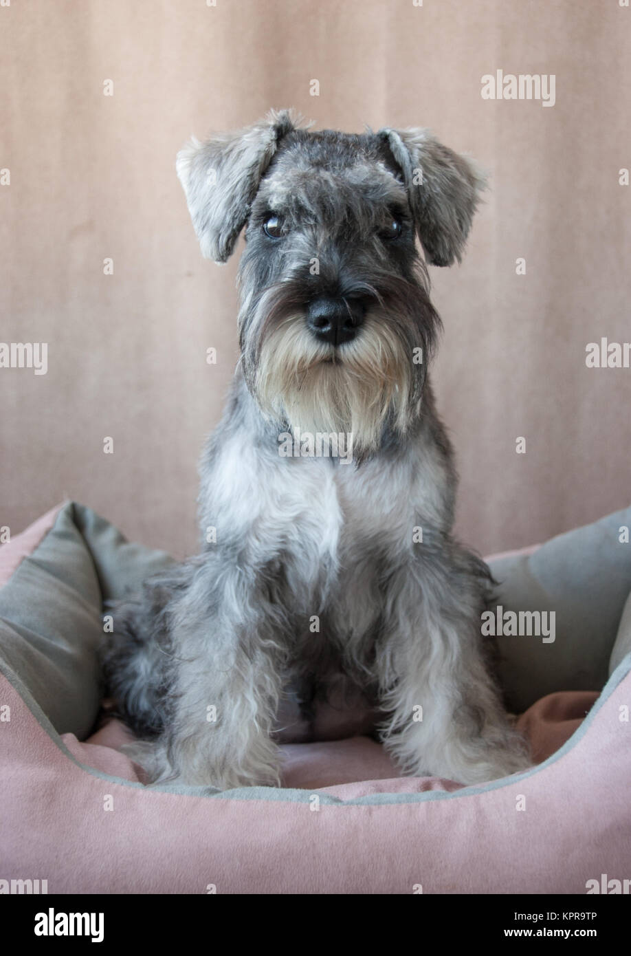 Mini schnauzer portarit Stock Photo