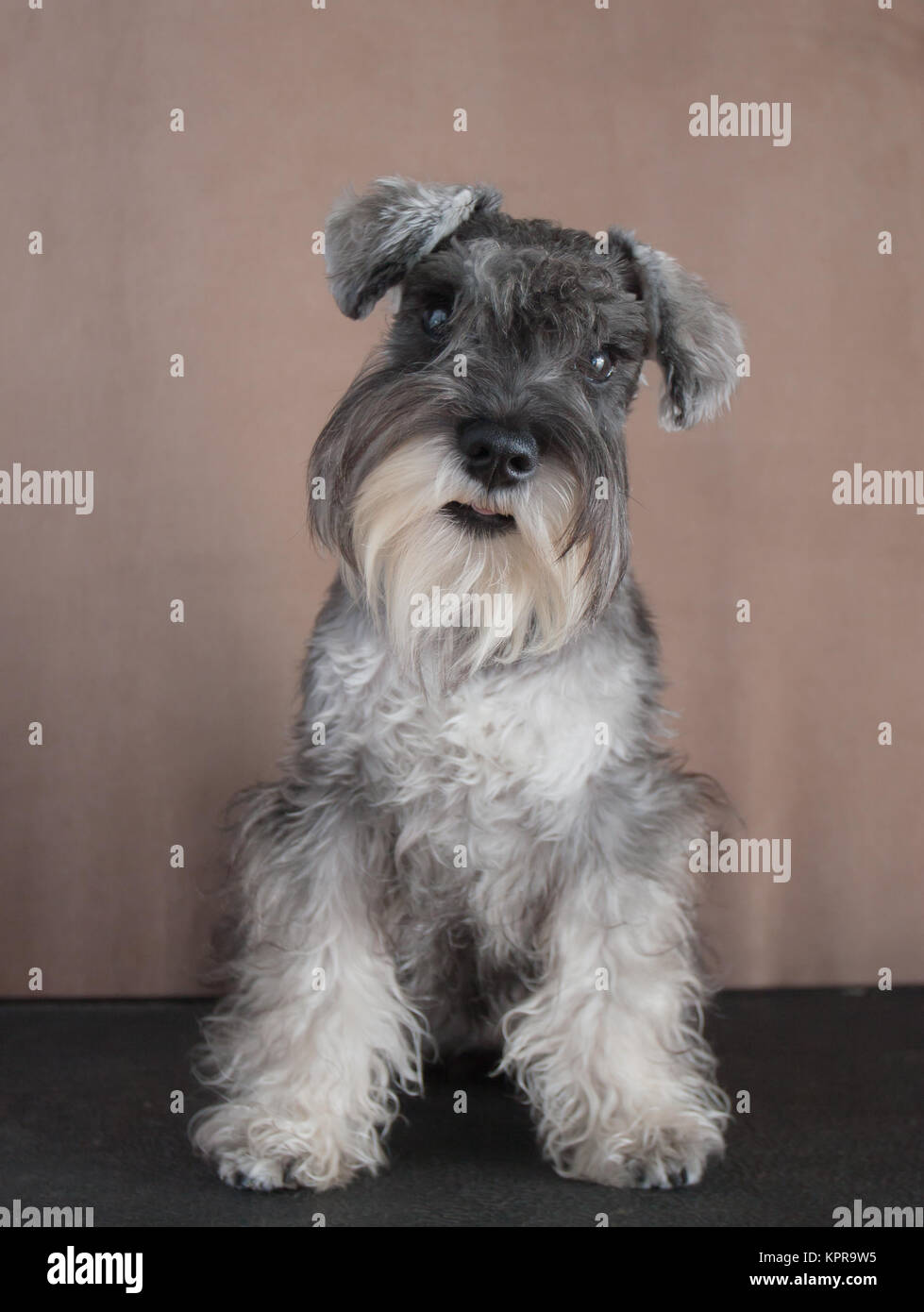 6 months old mini schnauzer Stock Photo