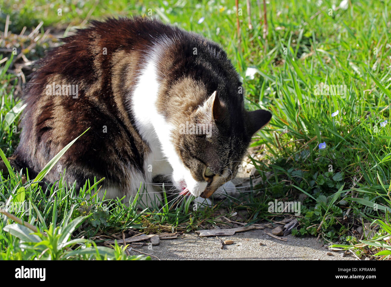 cats eat grass as digestive aid Stock Photo Alamy