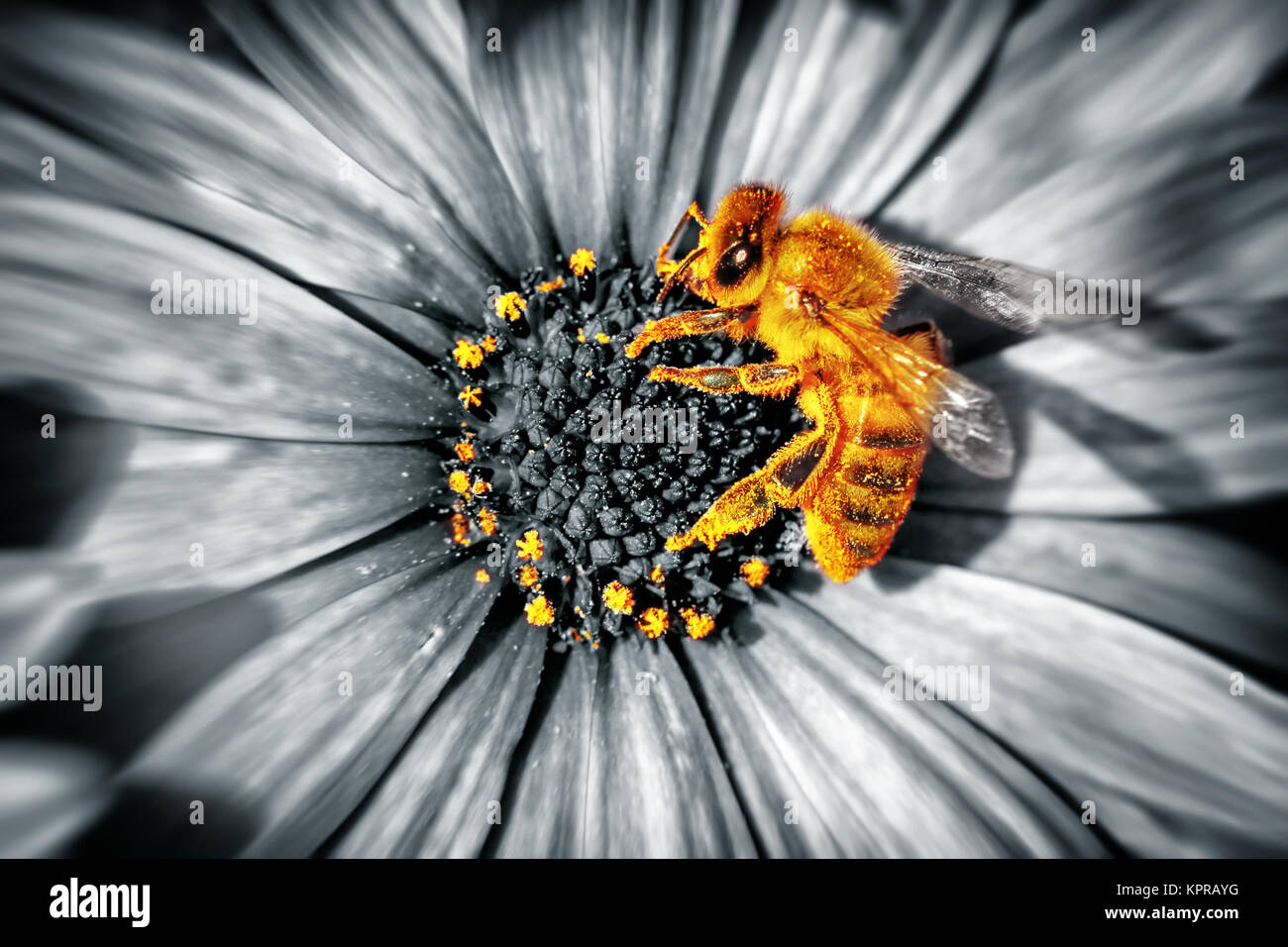 Cute macro honey bee hi-res stock photography and images - Alamy