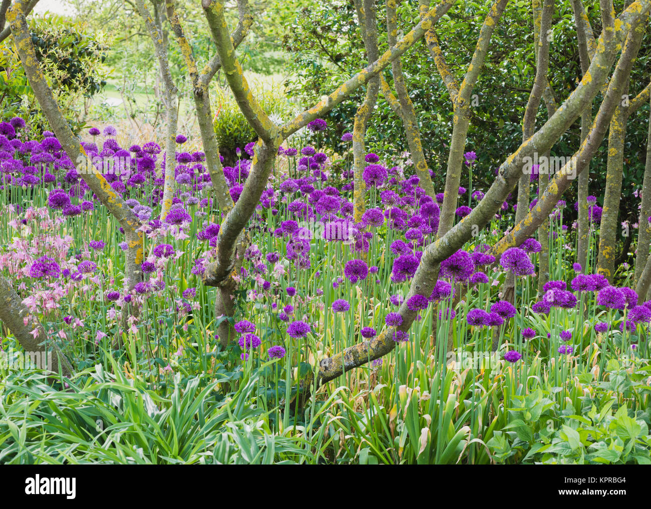 A bed to Purple Sensation allium flowers under tree stems in a Spring English Country Garden Stock Photo