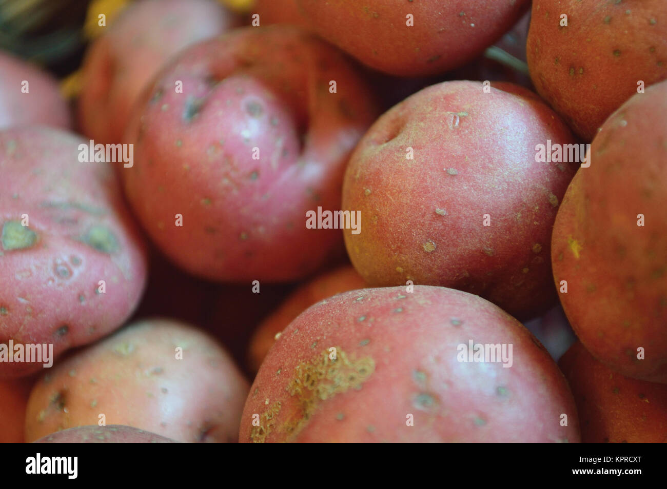 Closeup of red new potatoes in pile. Stock Photo