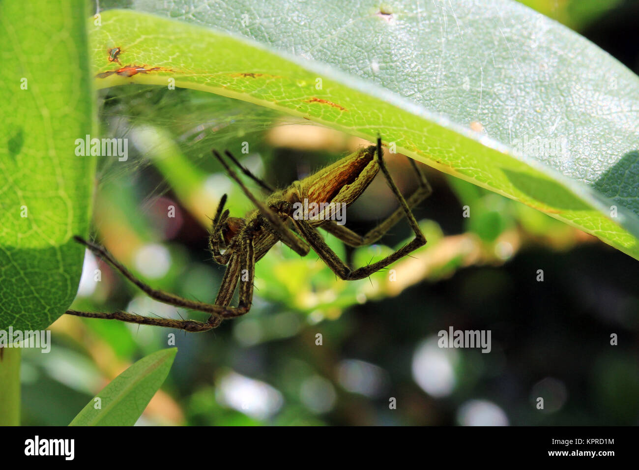a hunting spider lurks well camouflaged in her lair Stock Photo