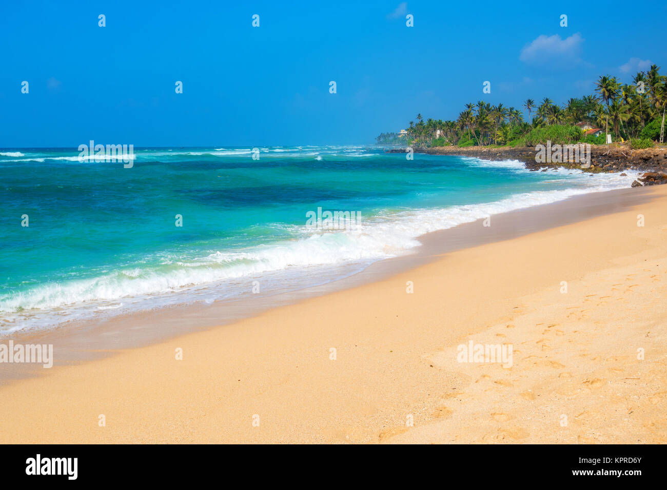 Tropical flower collage hi-res stock photography and images - Alamy