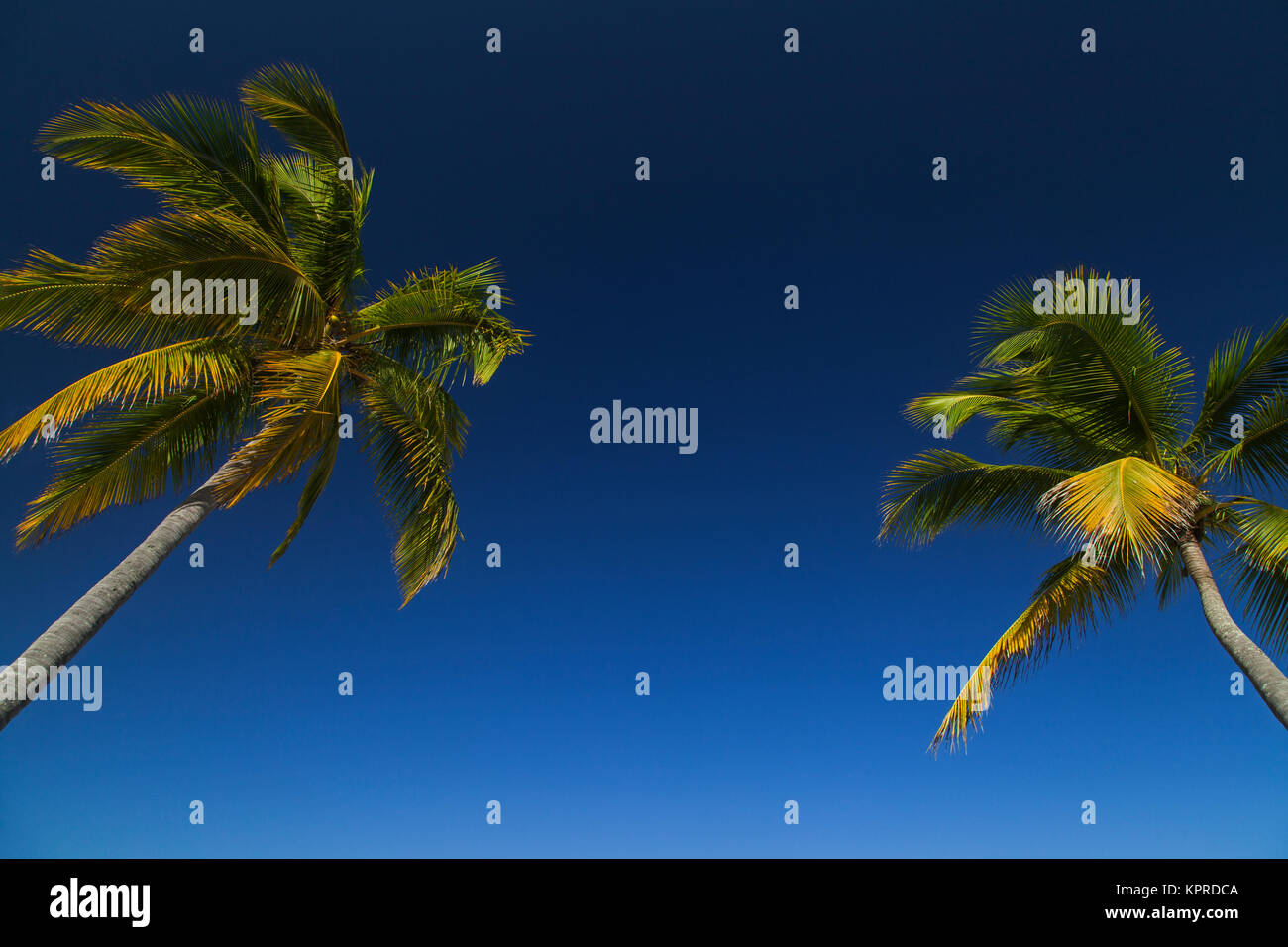 Beautiful palm trees with dark blue sky sosua Stock Photo