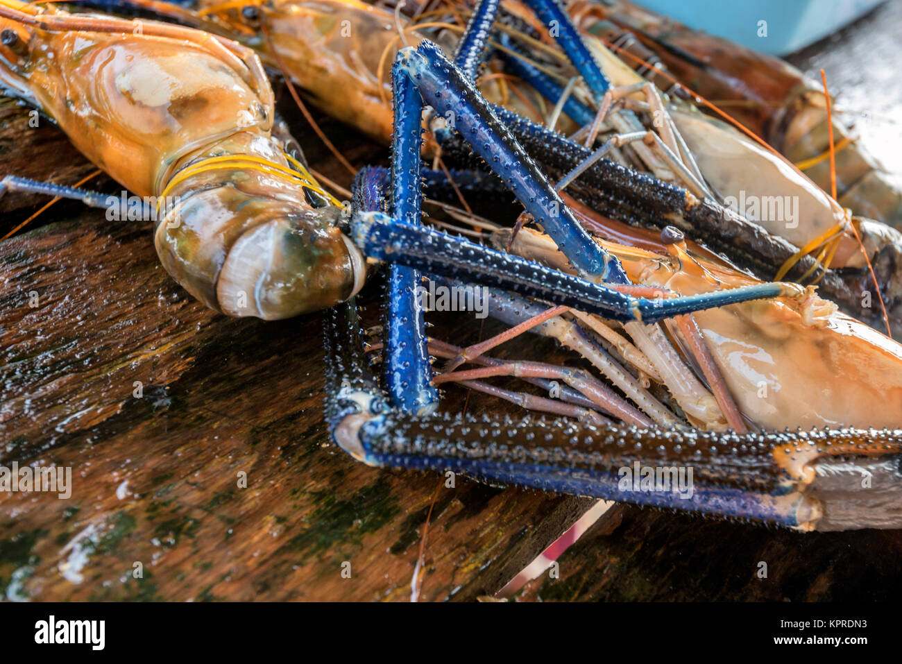 Giant freshwater prawn hi-res stock photography and images - Alamy
